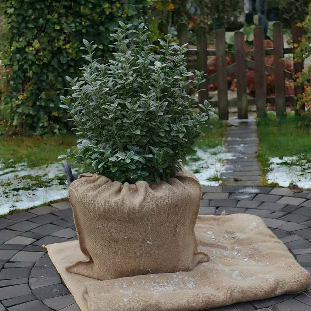 Winterschutz bei Pflanzen