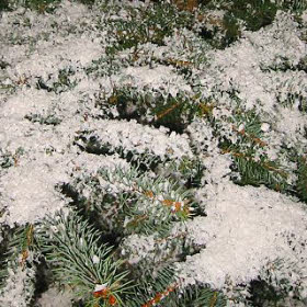 Tannebaum mit Schnee biologisch abbaubar