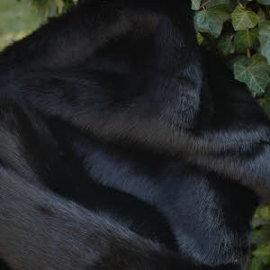 Kunstpeltz Bär, Gorilla, Nerz, 40 mm Flor schwarz